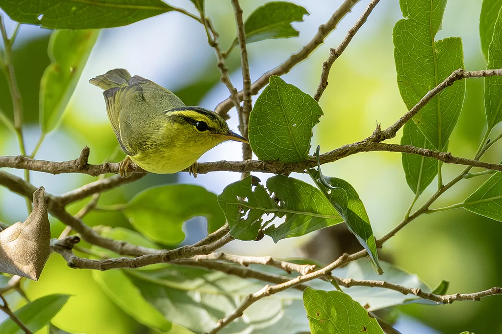 黑眉柳莺(Phylloscopus ricketti)
