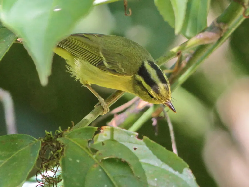 黑眉柳莺(Phylloscopus ricketti)