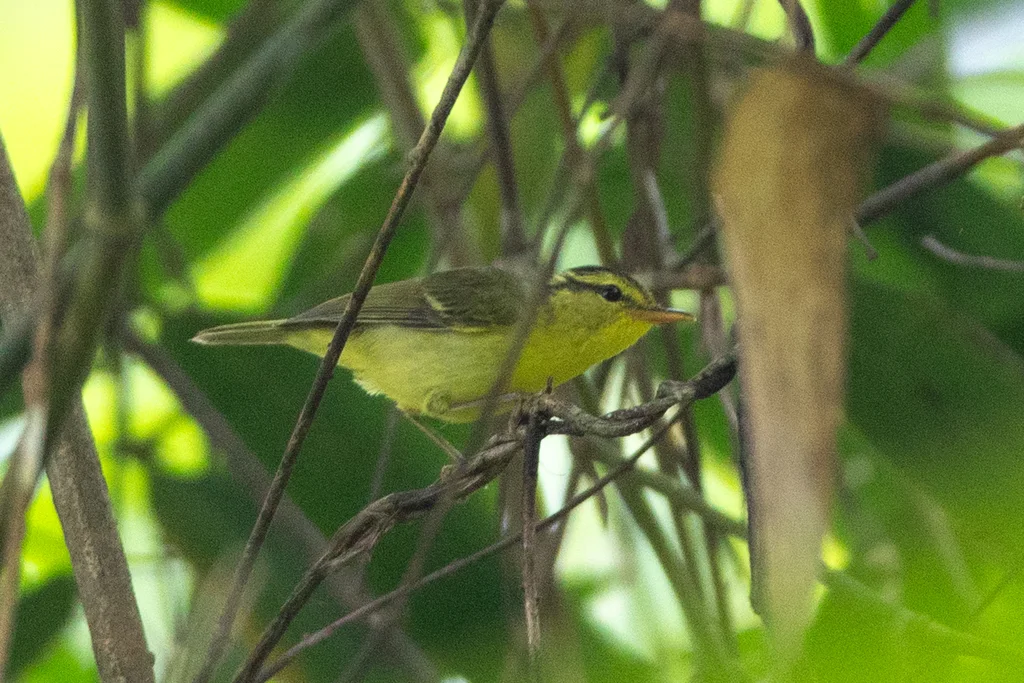 黑眉柳莺(Phylloscopus ricketti)