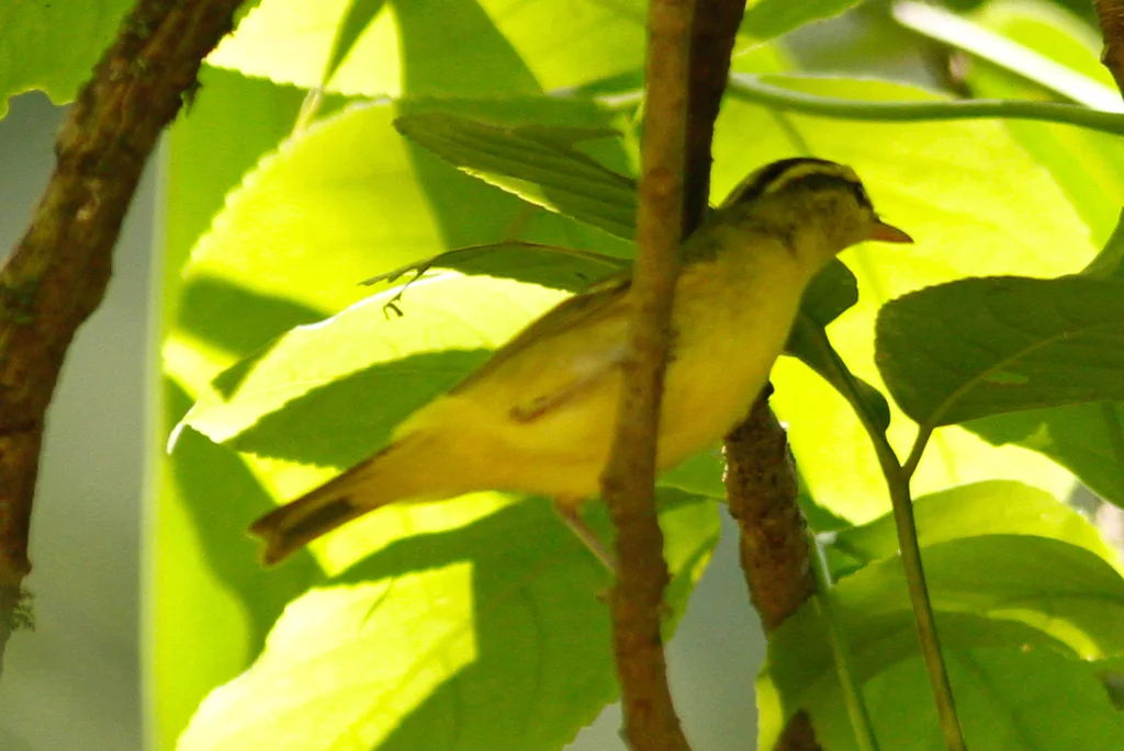 黑眉柳莺(Phylloscopus ricketti)