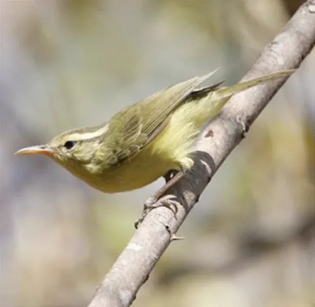 罗地岛柳莺(Phylloscopus rotiensis)
