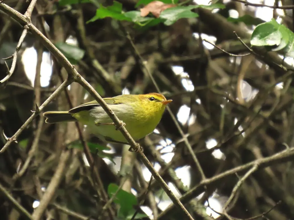 黄喉柳莺(Phylloscopus ruficapilla)