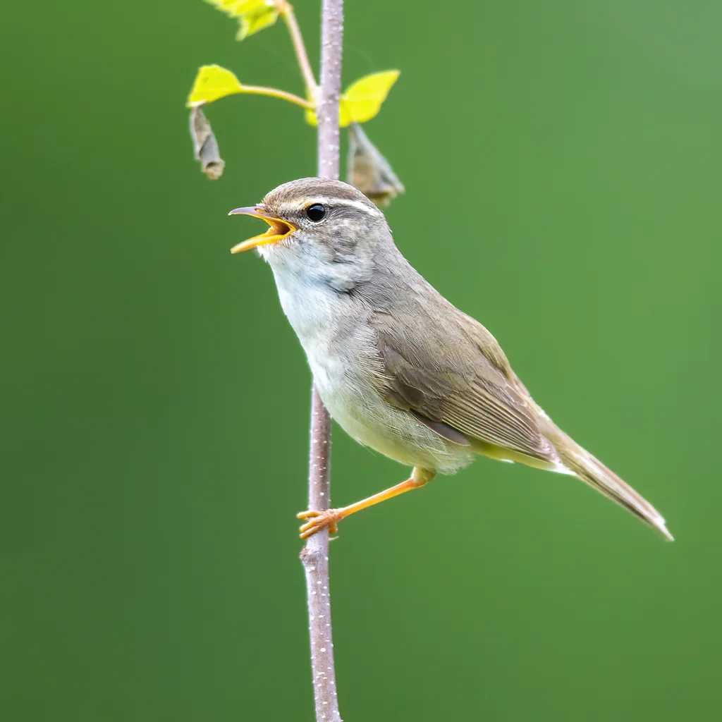 巨嘴柳莺(Phylloscopus schwarzi)