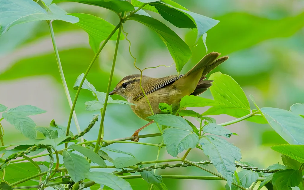 巨嘴柳莺(Phylloscopus schwarzi)