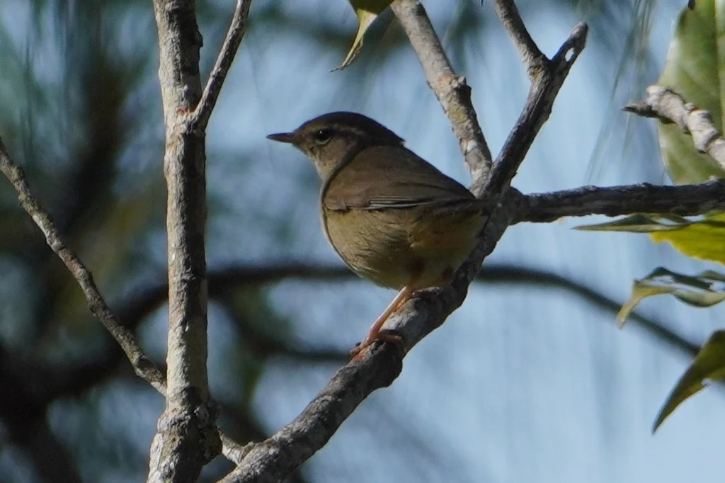巨嘴柳莺(Phylloscopus schwarzi)