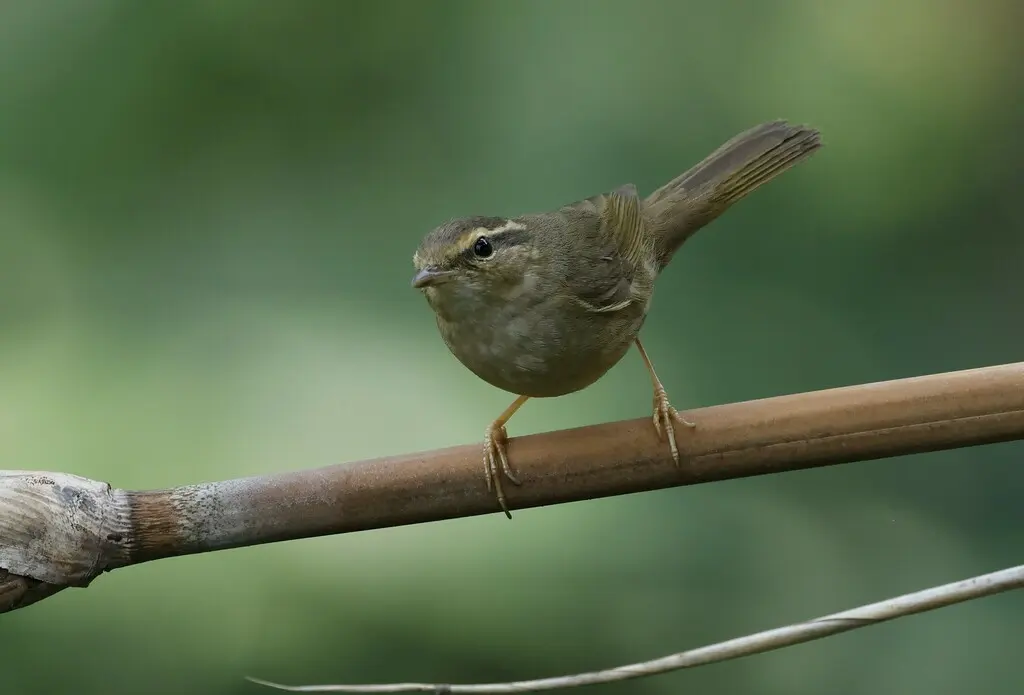 巨嘴柳莺(Phylloscopus schwarzi)