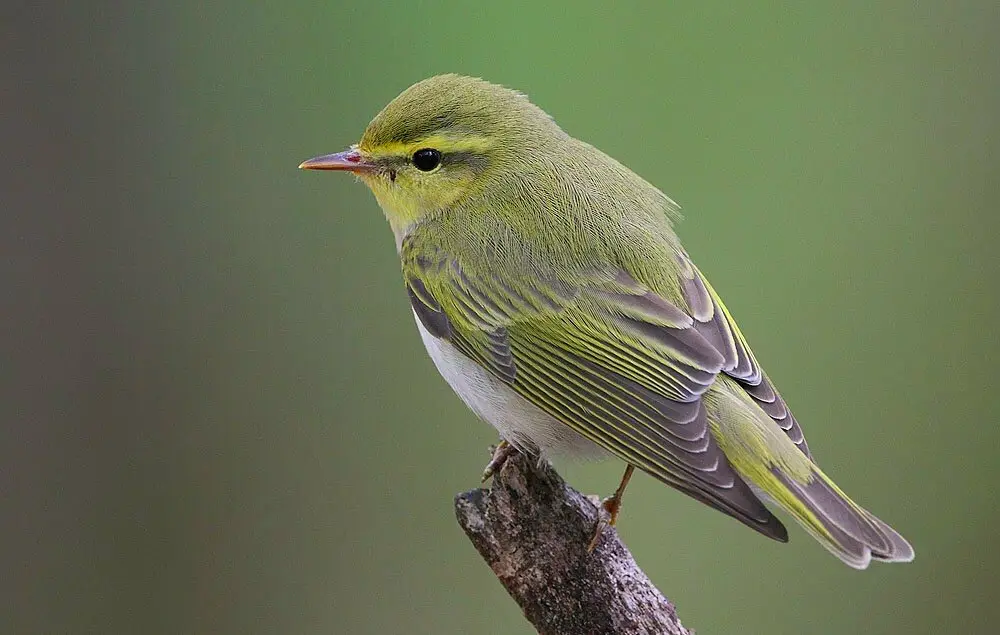 林柳莺(Phylloscopus sibilatrix)