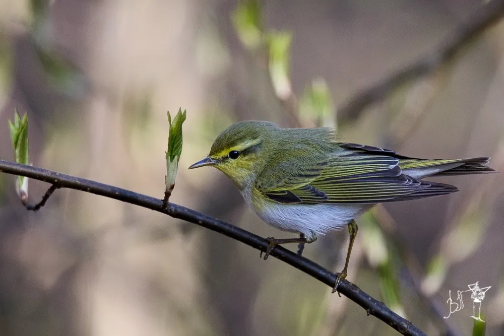 林柳莺(Phylloscopus sibilatrix)