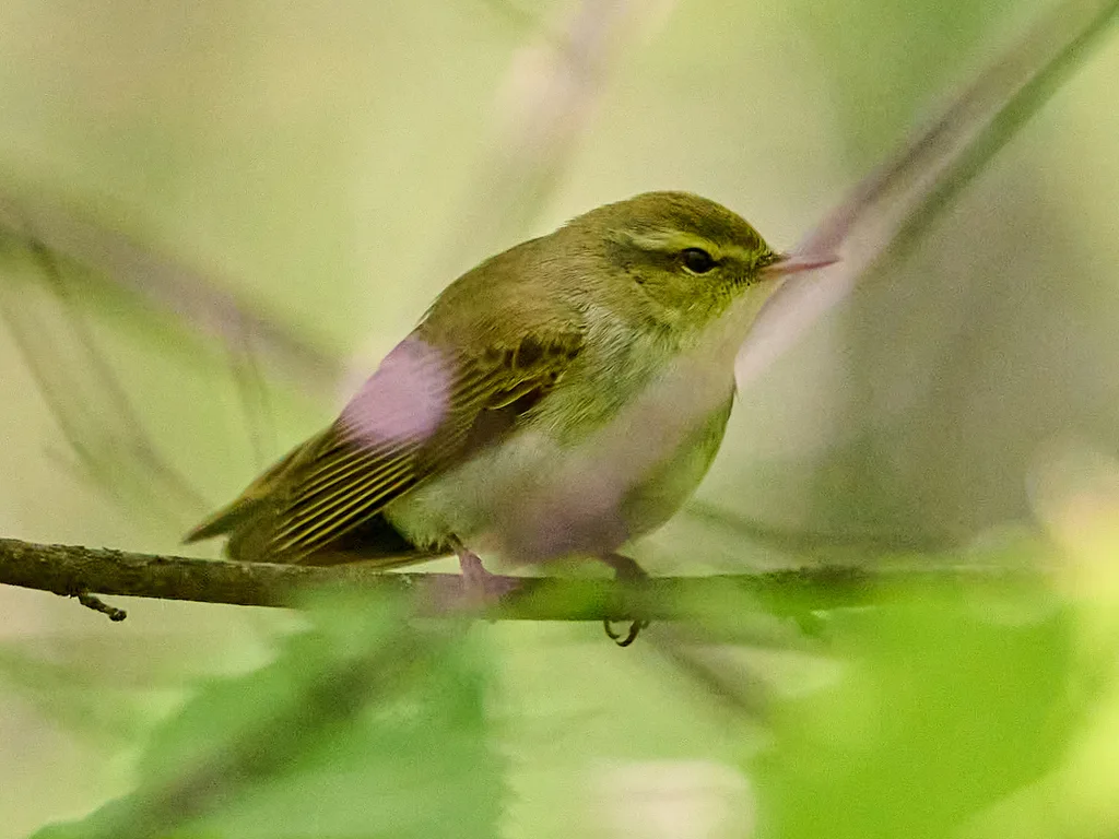 林柳莺(Phylloscopus sibilatrix)