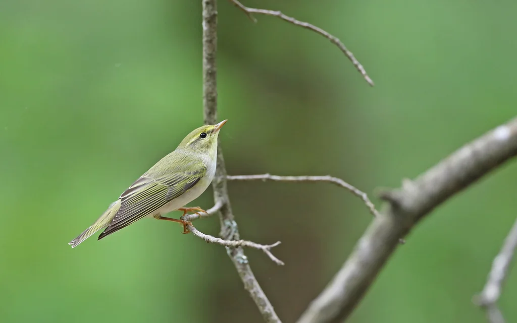 林柳莺(Phylloscopus sibilatrix)
