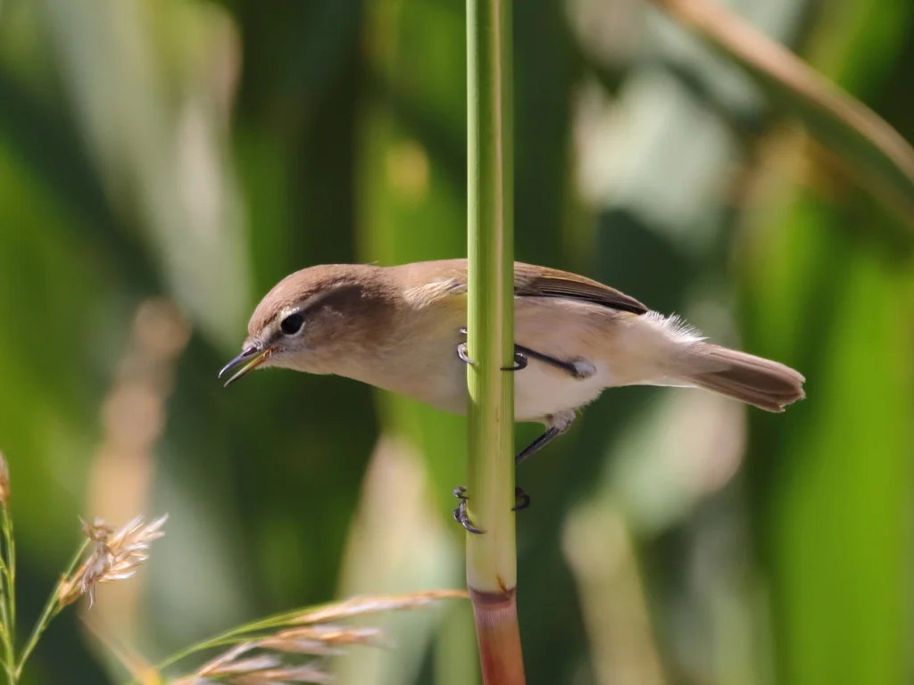 东方叽喳柳莺(Phylloscopus sindianus)