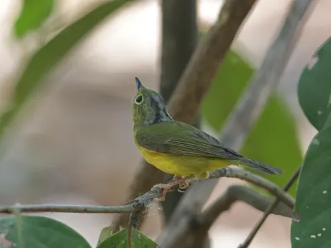 淡尾鹟莺
