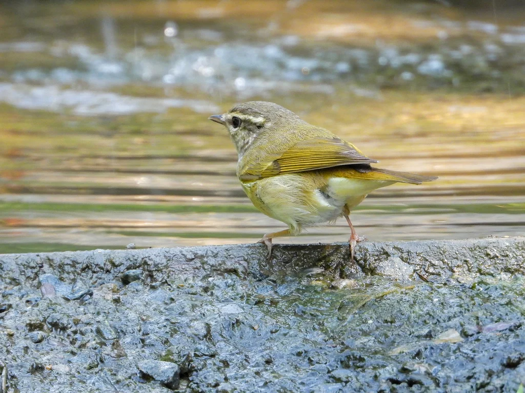 淡脚柳莺(Phylloscopus tenellipes)