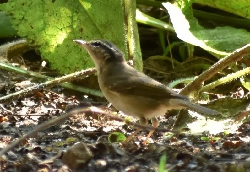 淡脚柳莺(Phylloscopus tenellipes)