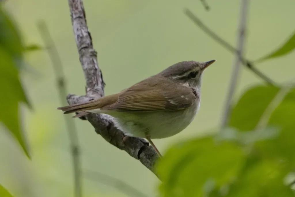 淡脚柳莺(Phylloscopus tenellipes)