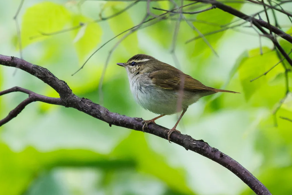 淡脚柳莺(Phylloscopus tenellipes)