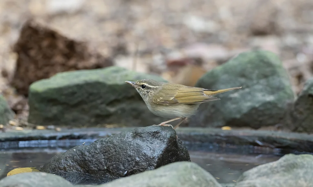 淡脚柳莺(Phylloscopus tenellipes)