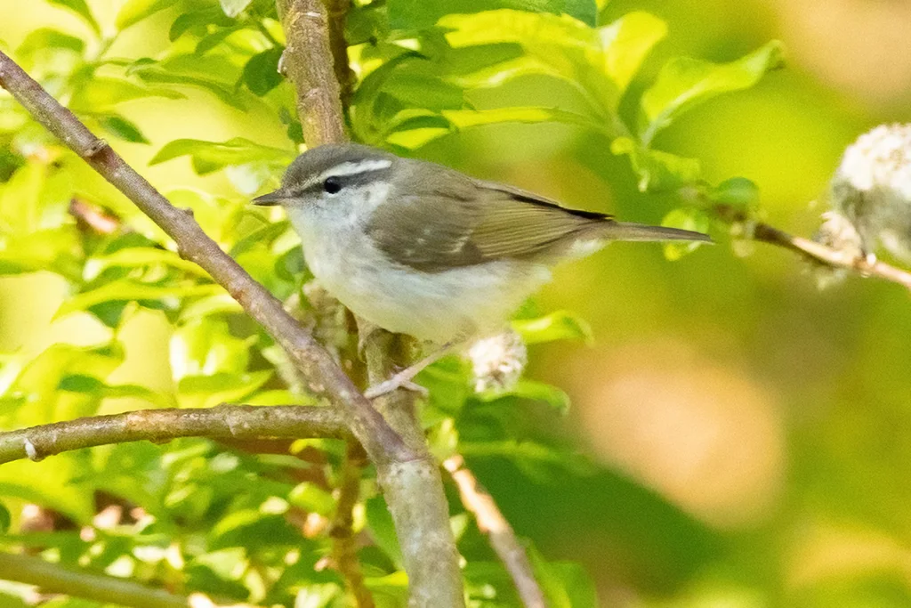 淡脚柳莺(Phylloscopus tenellipes)