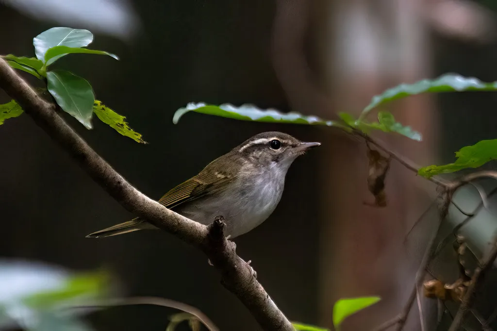 淡脚柳莺(Phylloscopus tenellipes)