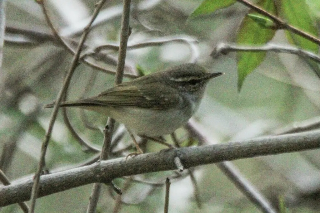 淡脚柳莺(Phylloscopus tenellipes)