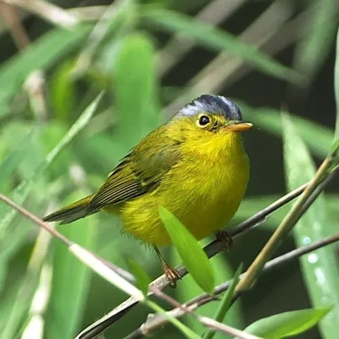 灰冠鹟莺