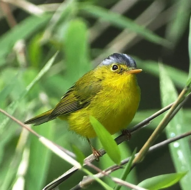 灰冠鹟莺(Phylloscopus tephrocephalus)