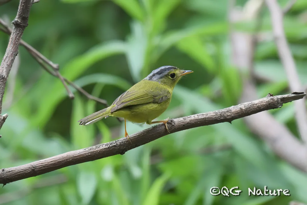 灰冠鹟莺(Phylloscopus tephrocephalus)
