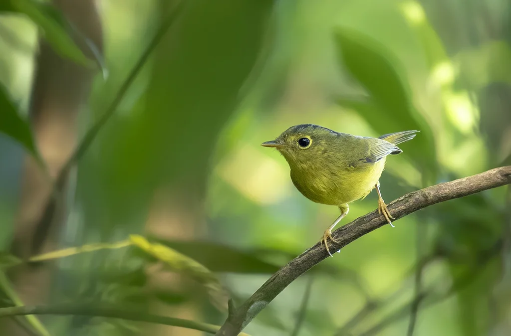 灰冠鹟莺(Phylloscopus tephrocephalus)