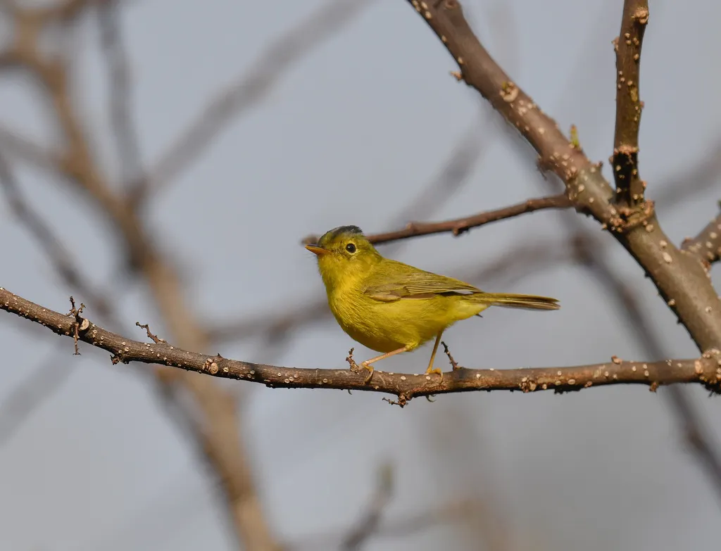 灰冠鹟莺(Phylloscopus tephrocephalus)