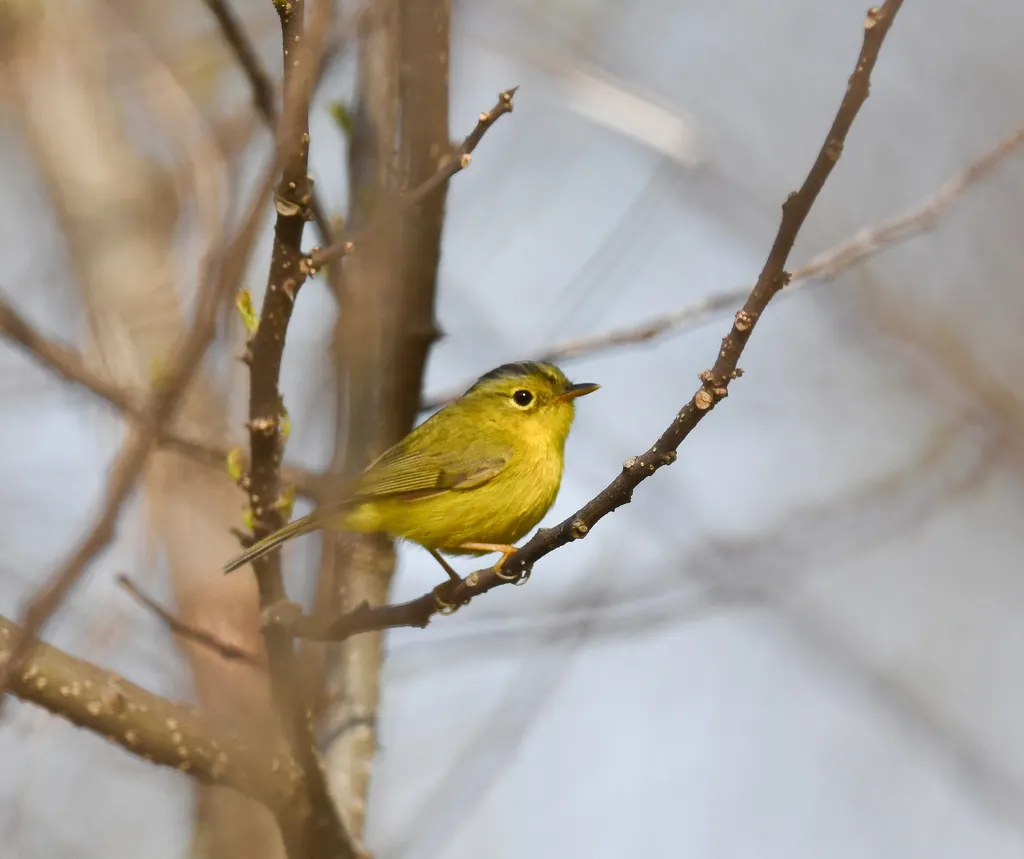 灰冠鹟莺(Phylloscopus tephrocephalus)