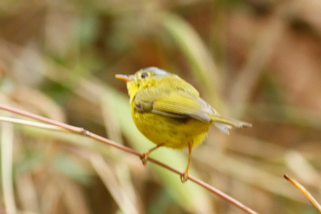 灰冠鹟莺(Phylloscopus tephrocephalus)