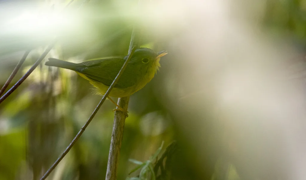 灰冠鹟莺(Phylloscopus tephrocephalus)