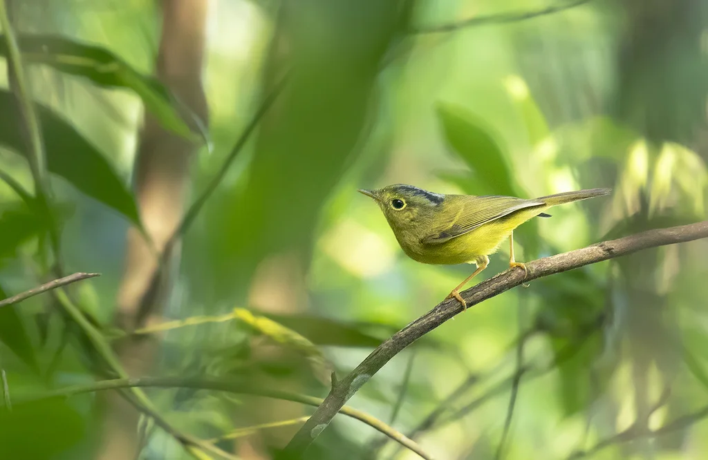 灰冠鹟莺(Phylloscopus tephrocephalus)