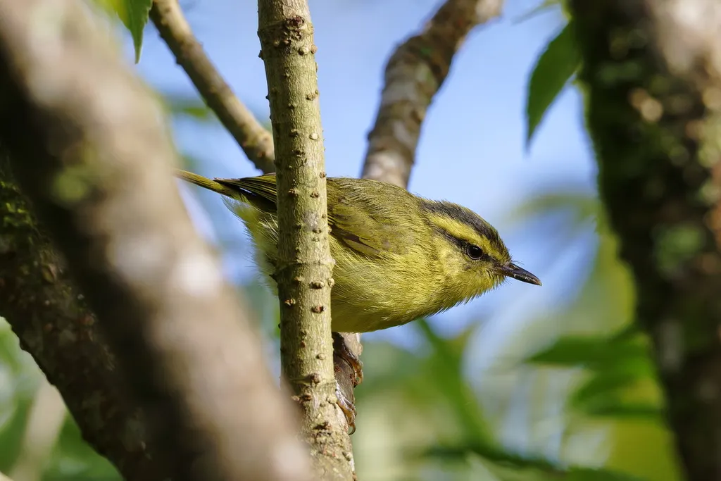 山柳莺(Phylloscopus trivirgatus)