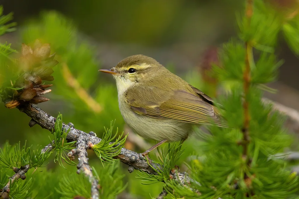 暗绿柳莺(Phylloscopus trochiloides)