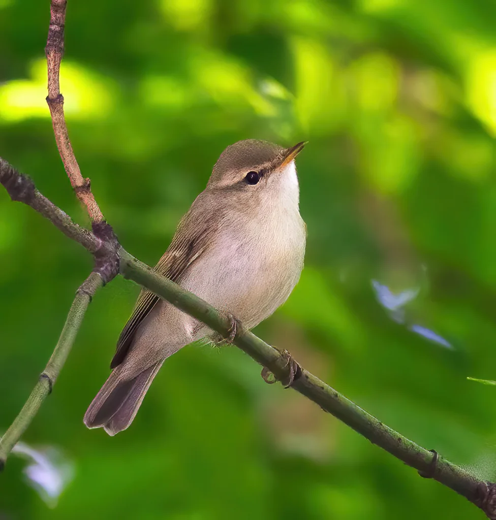 暗绿柳莺(Phylloscopus trochiloides)