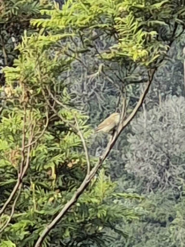 暗绿柳莺(Phylloscopus trochiloides)