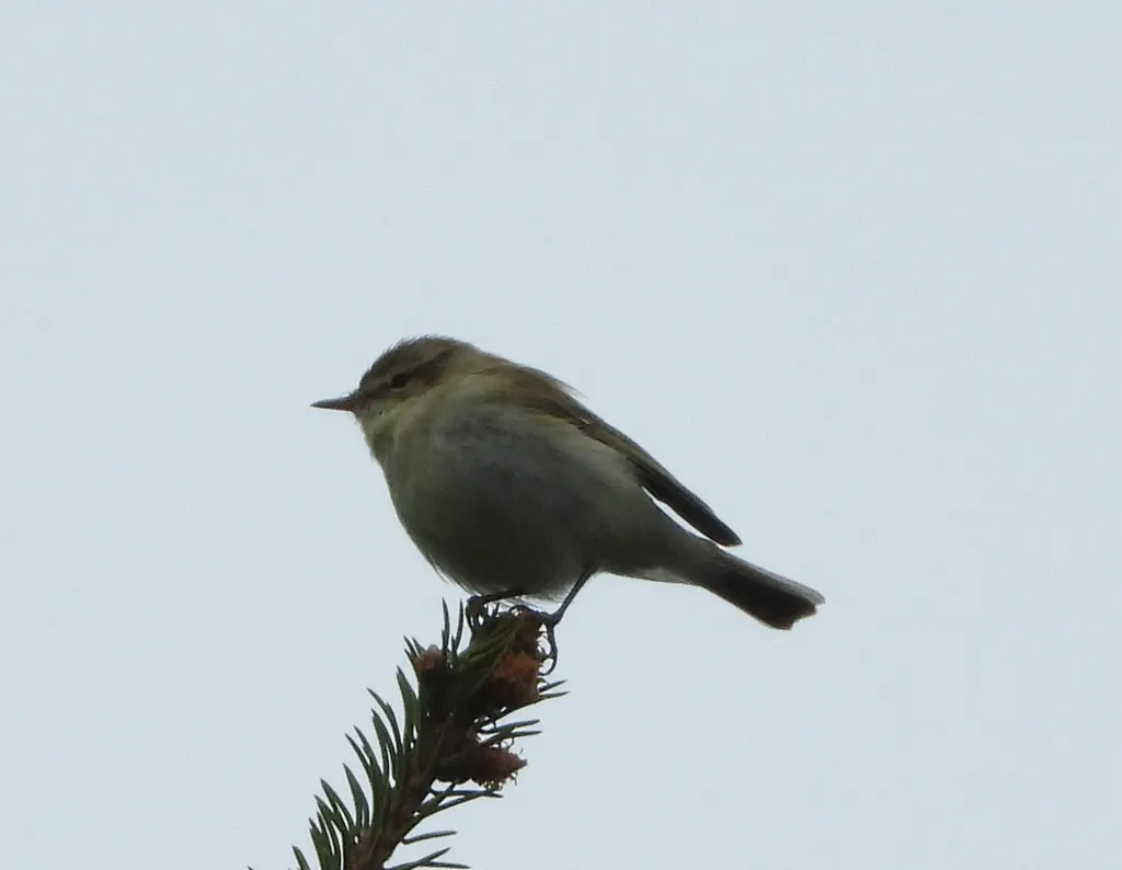 暗绿柳莺(Phylloscopus trochiloides)