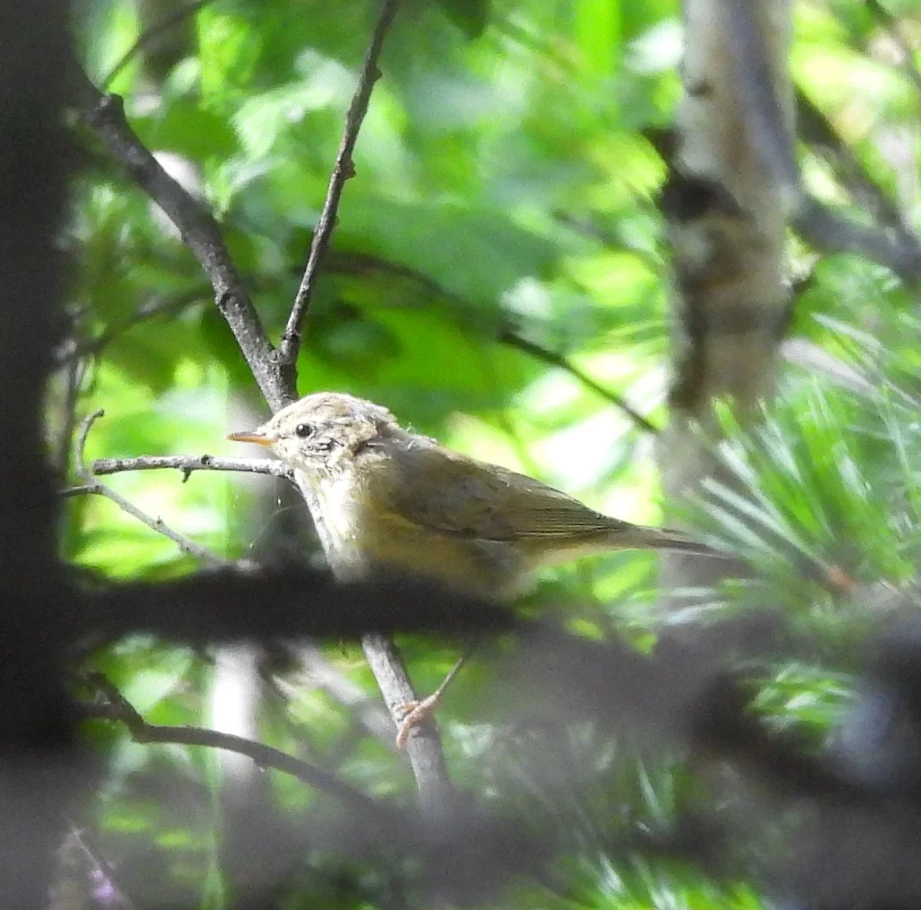 暗绿柳莺(Phylloscopus trochiloides)