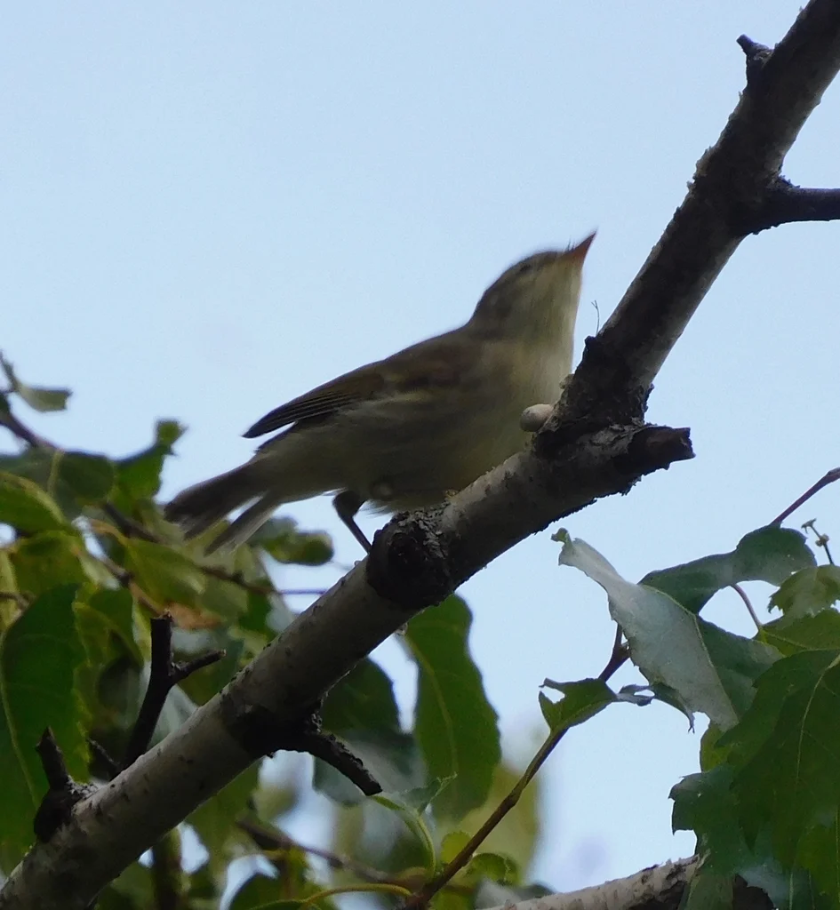暗绿柳莺(Phylloscopus trochiloides)