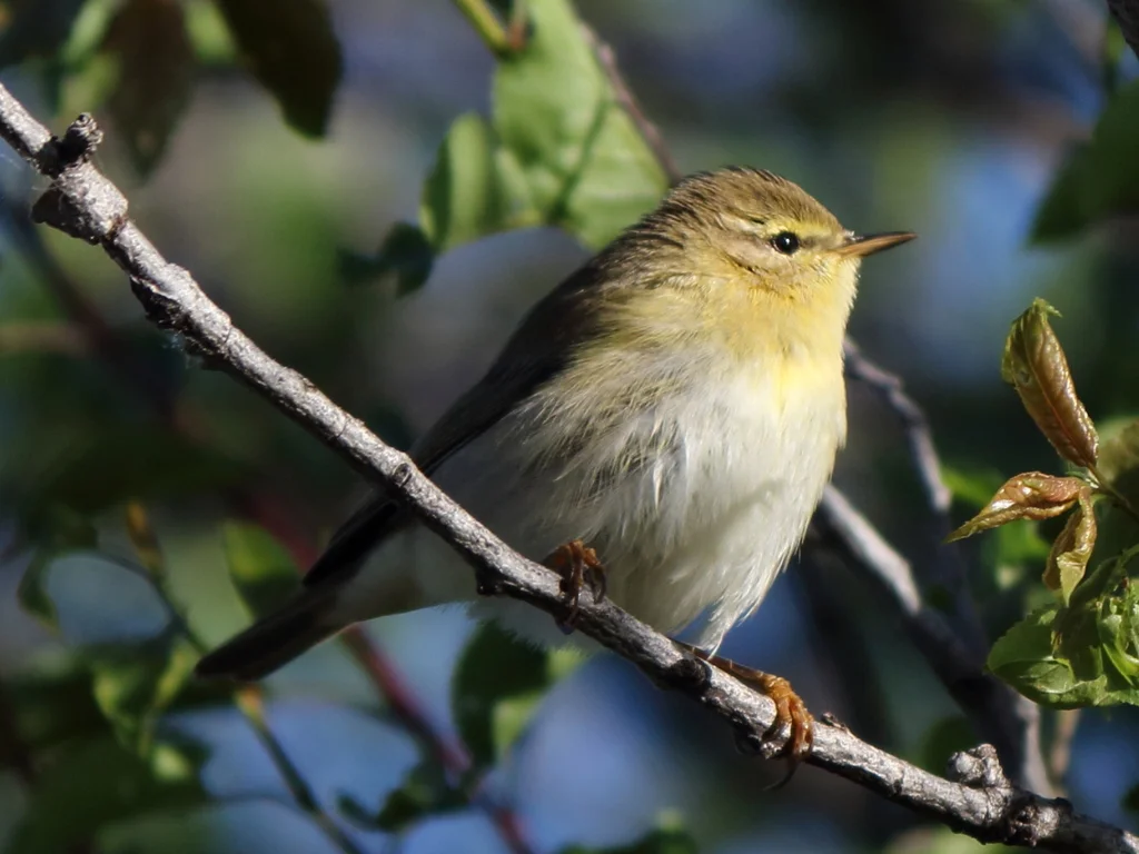 欧柳莺(Phylloscopus trochilus)