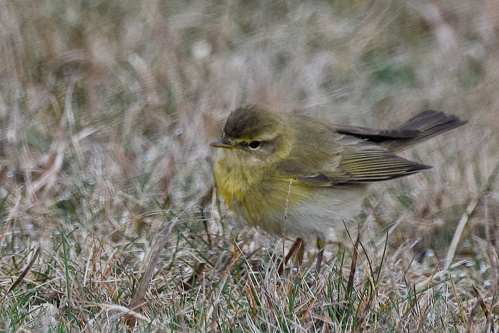 欧柳莺(Phylloscopus trochilus)