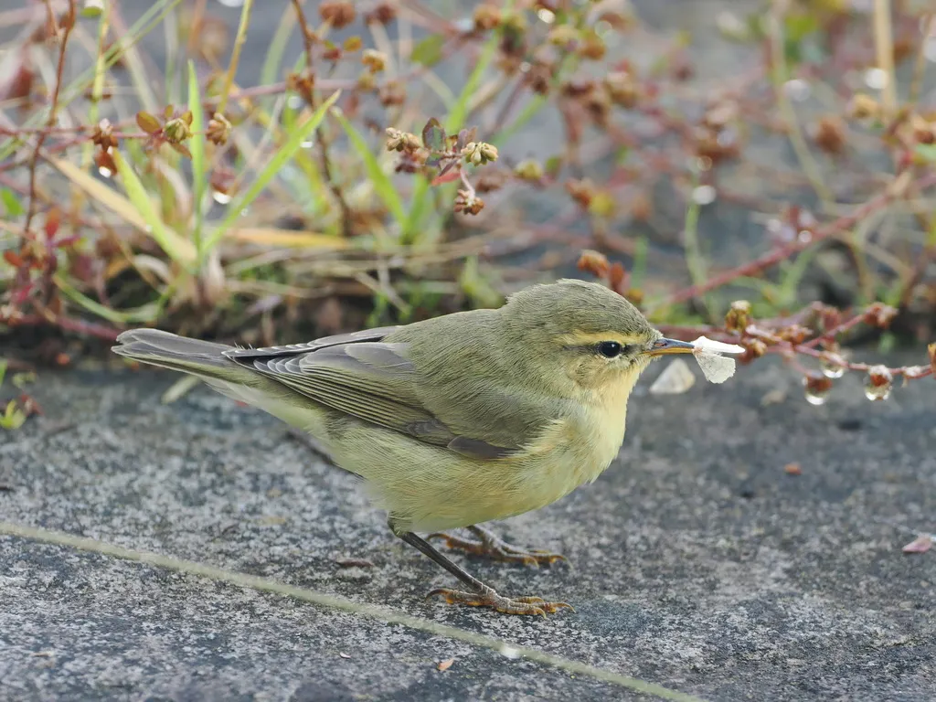 欧柳莺(Phylloscopus trochilus)