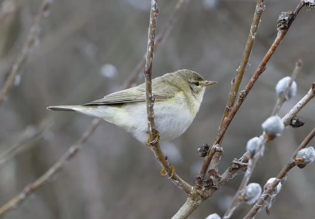 欧柳莺(Phylloscopus trochilus)