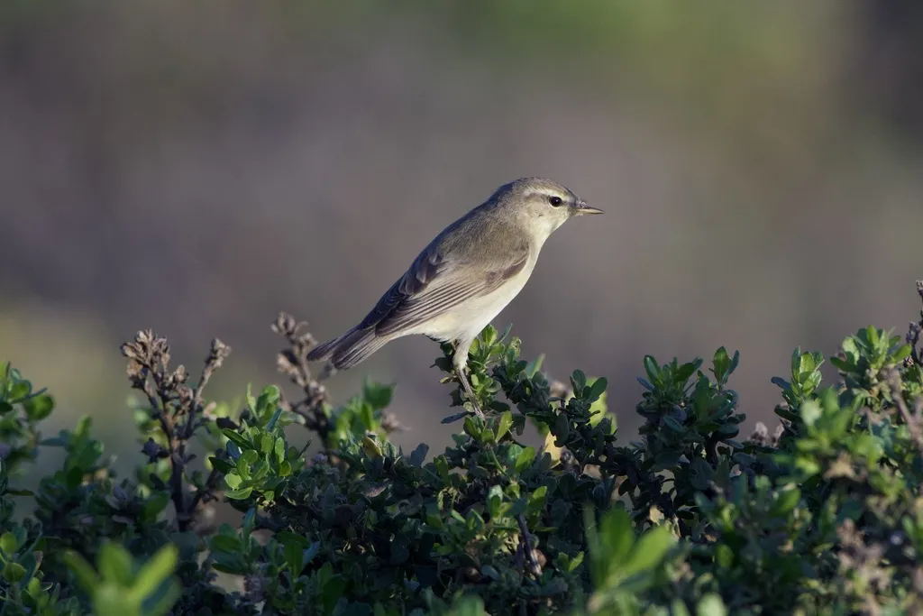 欧柳莺(Phylloscopus trochilus)