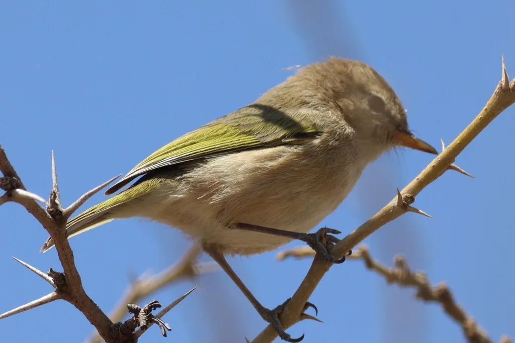 褐林柳莺(Phylloscopus umbrovirens)