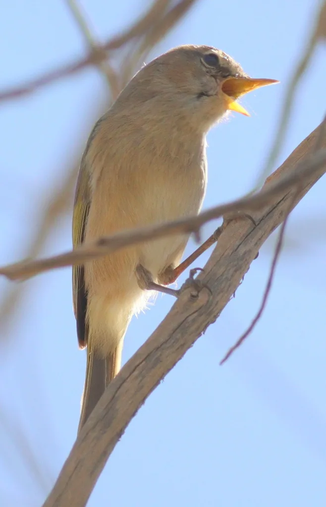 褐林柳莺(Phylloscopus umbrovirens)