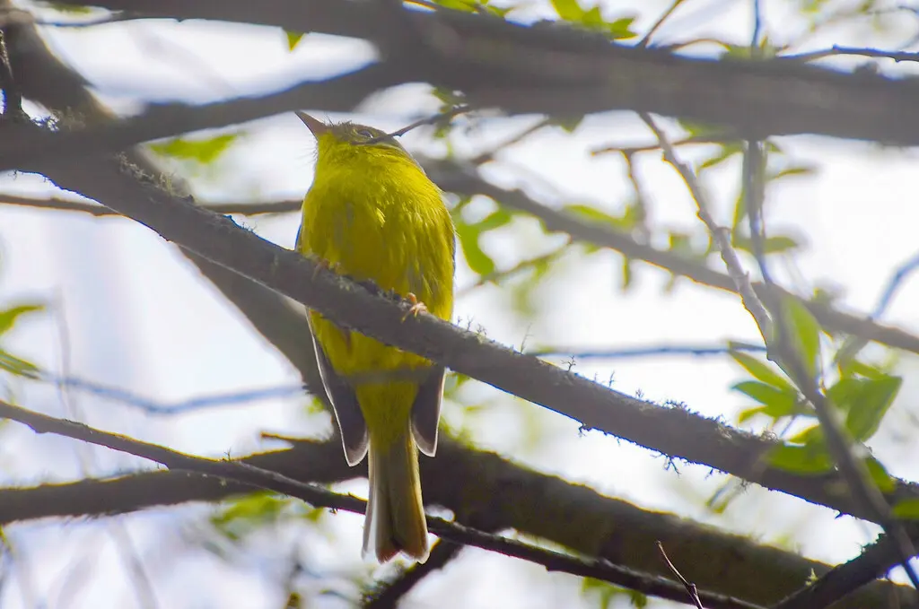 比氏鹟莺(Phylloscopus valentini)
