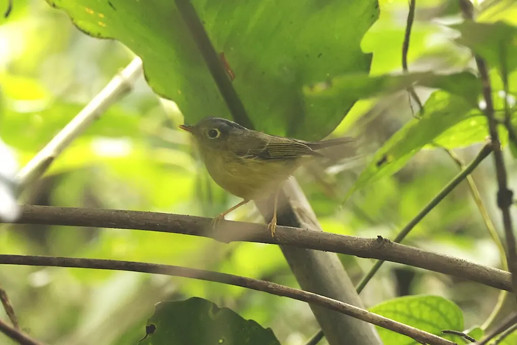 比氏鹟莺(Phylloscopus valentini)