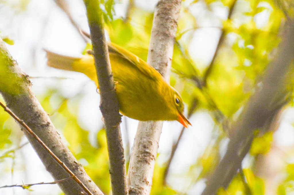 比氏鹟莺(Phylloscopus valentini)